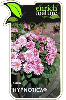 Dahlia Hypnotica Label Image.jpg